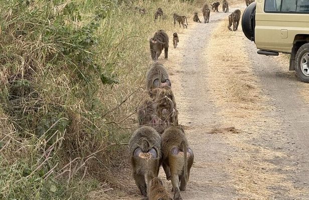 2 Day Fly in Safari from Zanzibar Tarangire and Ngorongoro