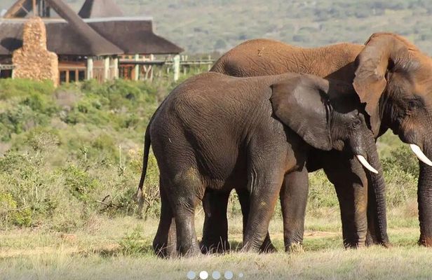 Cape town: Aquila sunset safari tour with lunch included 