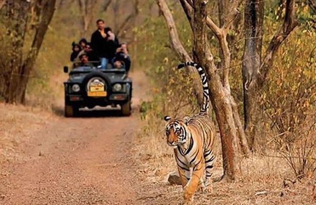 Delhi: Same Day Sariska National Park Tour with Tiger Safari