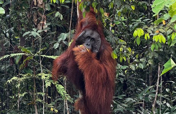 Semenggoh Orangutan and Annah Rais Longhouse