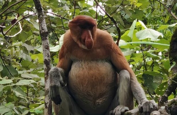 Bako National Park : Nature & Wildlife