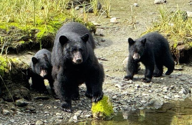 Ketchikan Rainforest Adventure Nature & Wildlife Tour