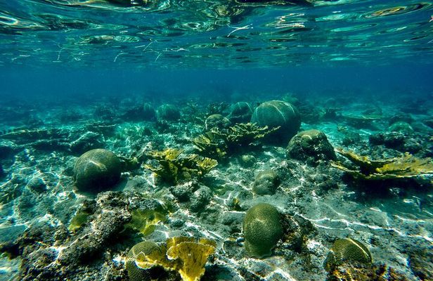 Private Snorkeling Adventure in Puerto Rico's Natural Reserve