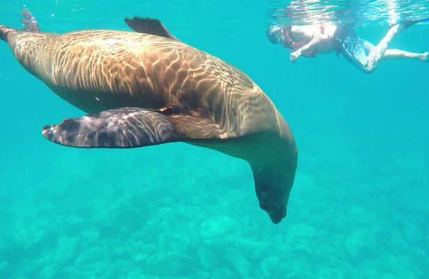 Swimming with sea lions in Isla Espiritu Santo, La Paz, Mexico