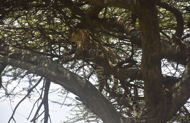 Two Days of Adventure Ngorongoro and Materuni Cultural Immersion