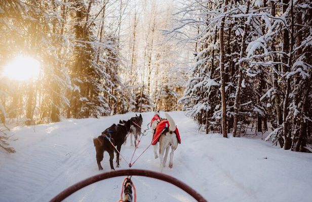 The Husky Forest Escape - 10KM Husky Safari
