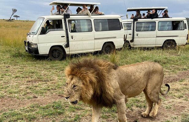Half Day Nairobi National Park Game Drive tour. 