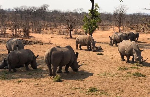 Rhino Game Drive in Mosi-oa-Tunya National Park