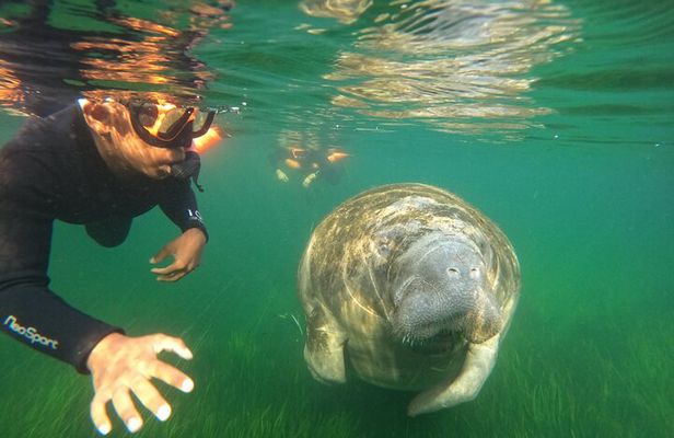 All-Inclusive Small Group Manatee Swim with Free Photos