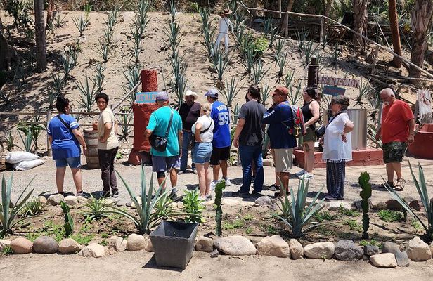 Puerto Vallarta Nature Hike, Beach and Tequila Tasting Experience