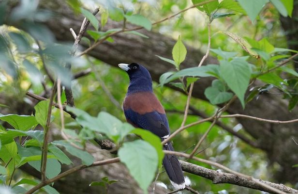 Private Amami Nature and Culture Experience