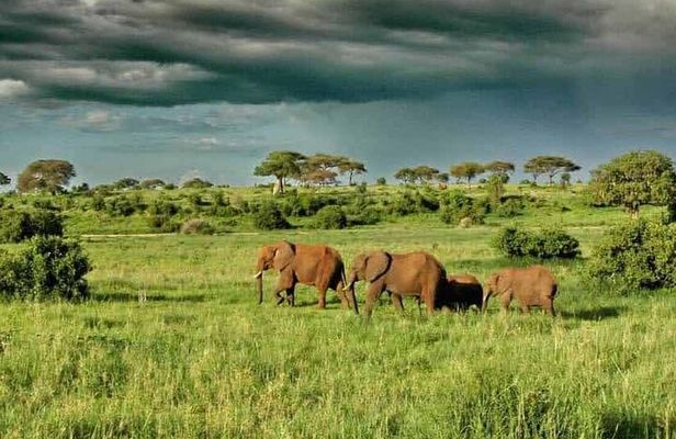 1 Day Safari Tour to Mikumi National Park from Zanzibar
