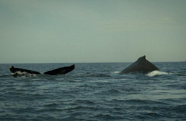 Whale Watching and Marine Life Tour with Snorkeling