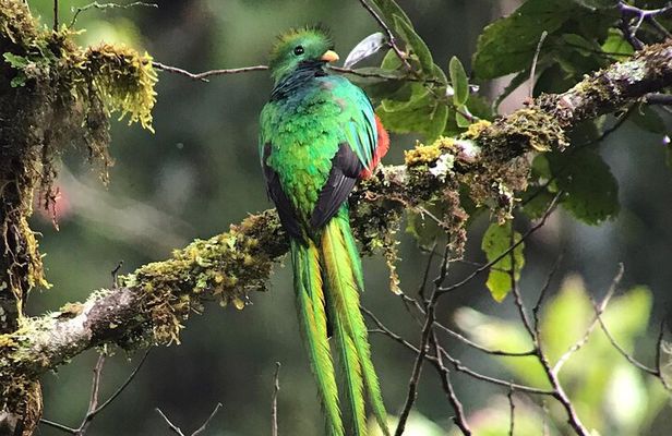 Curicancha Monteverde Nature Walk