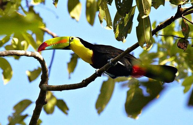 Curicancha Monteverde Nature Walk