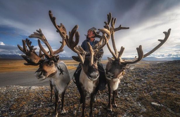 Reindeer Family Tour with Naadam Festival and Gobi Desert