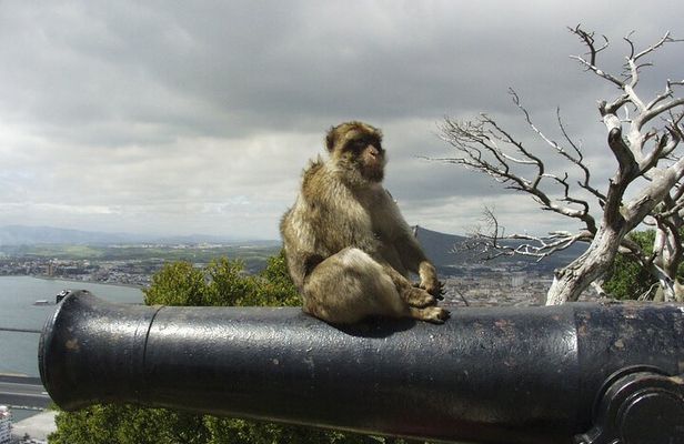Day Trip from Malaga to Gibraltar and Mijas by bus
