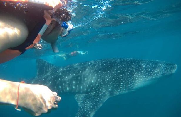 whaleshark, snorkeling with a giant sea