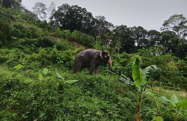 Phuket Highlight Tour Big Buddha Temple and Elephant Sanctuary