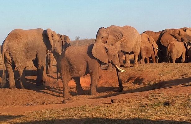 5 Days Budget safari from Mombasa and Diani 