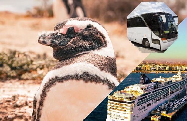 Punta Tombo LOW COST and Shore BUS Tours