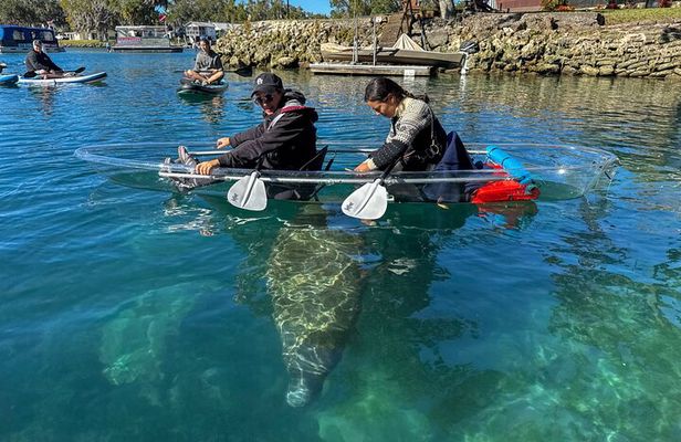 Crystal River Florida: Clear Kayak Guided Manatee Eco-Tour