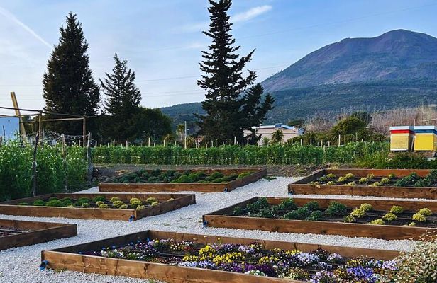 Pompei & Wine Tasting from Naples- Guide,Transfer and Tickets