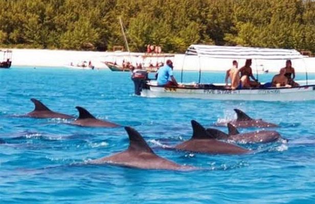 Zanzibar Swim with Dolphins and Turtles Visit at the Aquarium