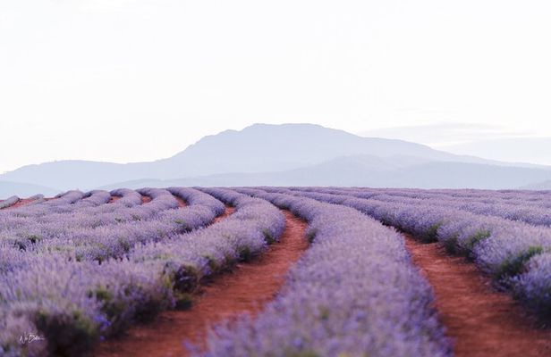 Bridestowe Lavender Farm Tour including Lunch