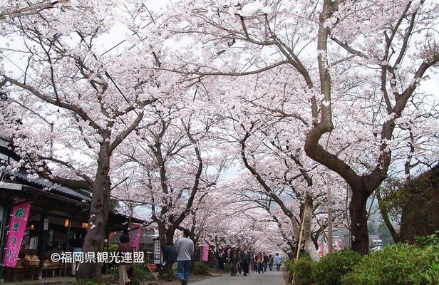 YokaBus Kirin Beer Fukuoka, Akizuki Castle and Hikosan Slopecar
