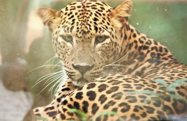 Yala National Park Safari from Hambantota Port