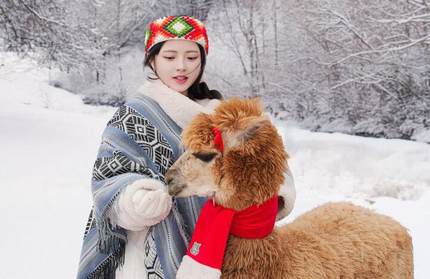 Alpaca World Tour with Nami Island (optional Railbike or Garden)