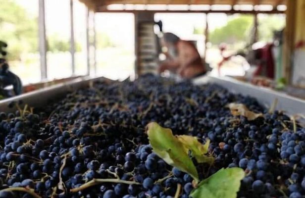 Sclavos Estate : Kefalonia Wine & Gastronomy Tour