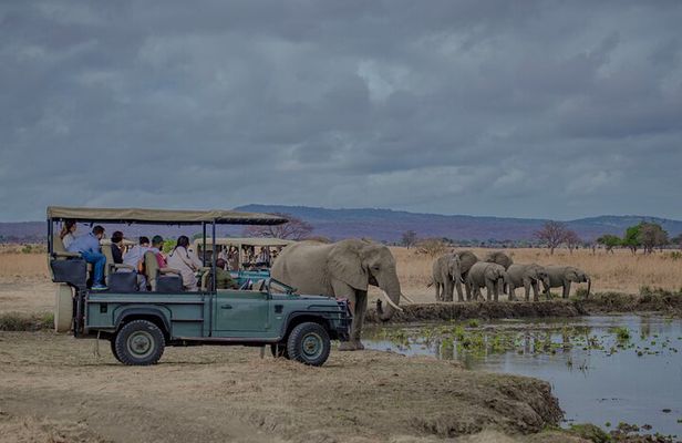 1 Day Mikumi Fly In Safari From Zanzibar to the Heart of the Wild