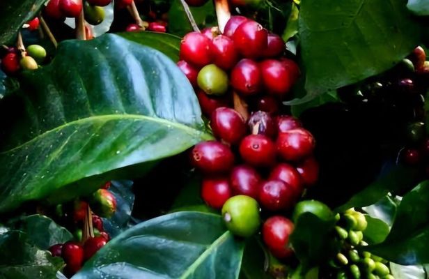 Eco-Hike in Minca: Coffee Tour, Waterfall & Chocolate Experience!