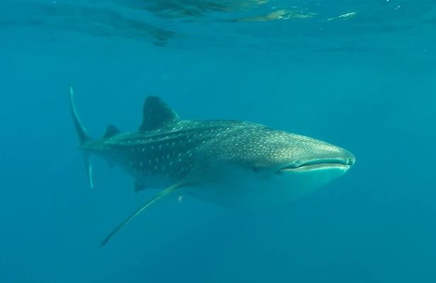 Swim with the whale shark in La Paz, Mexico