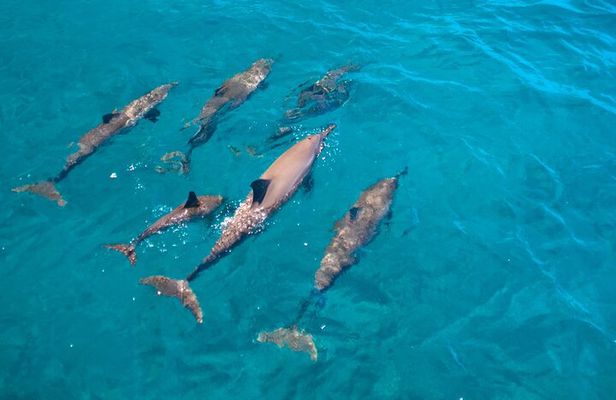 Dolphin Watching Cruise with Underwater Observatory Viewing