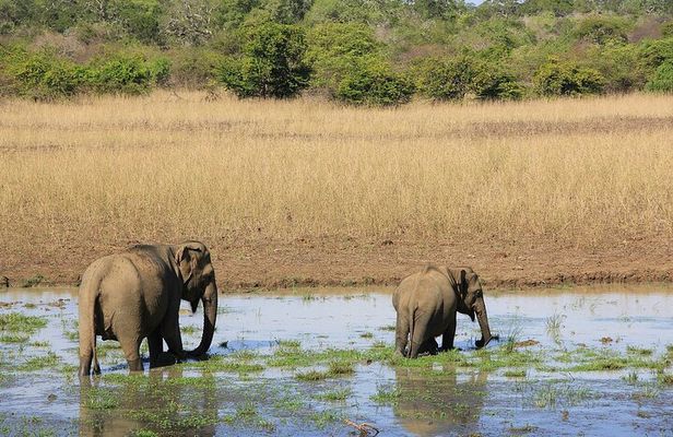 Yala National Park Full Day Safari Tours Eagle Safari