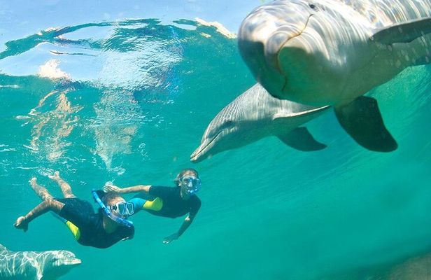 Dolphin Swim: Full-Day Snorkeling Cruise & Buffet Lunch