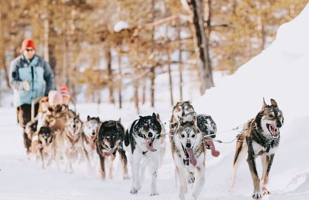 Husky Adventure 10km