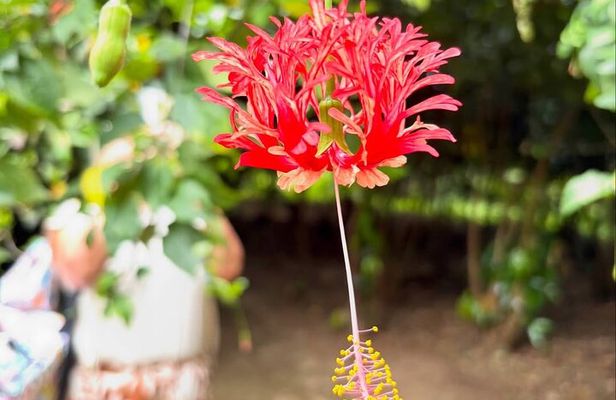 Spice Farm And Prison Island Tour With Swahili Lunch