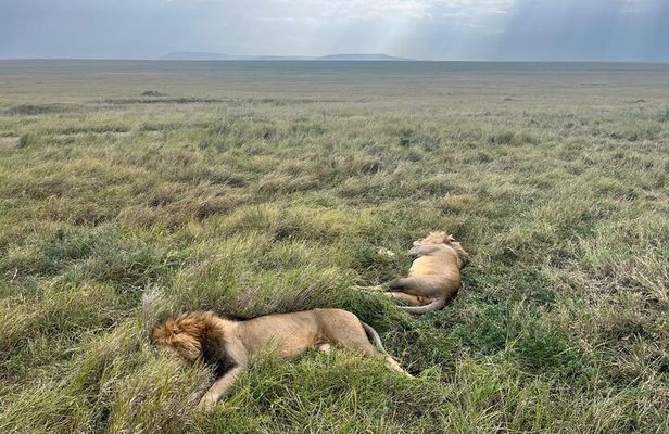 2 Days of Budget Safari to Tarangire and Ngorongoro