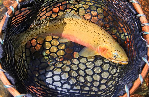 Guided Fly-Fishing Half Day Trip in Glacier National Park