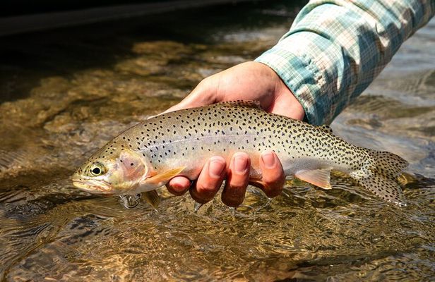 Guided Full-Day Fly Fishing Adventure in Glacier National Park