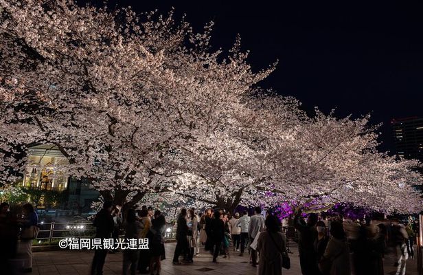YokaBus Fukuoka Cherry Blossom Famous Spots and Night Sakura Tour