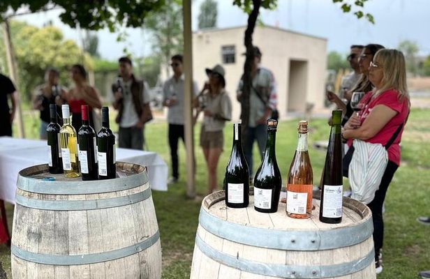 Many Tastings in 3 Wineries and 1 Olive Tree