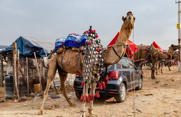 Jaipur to Ajmer and Pushkar Full-Day Excursion