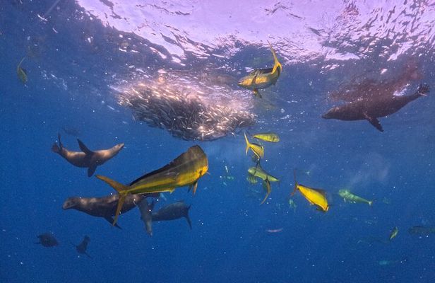 The Race of the Sardine