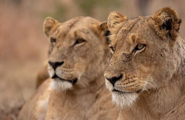 2 Day Tarangire and Ngorongoro Safari