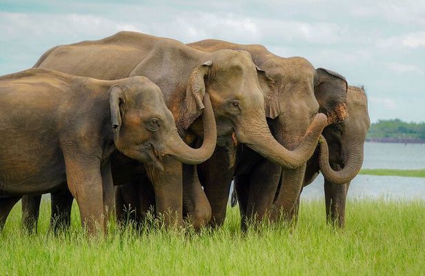 Minneriya Luxury Safari Morning Birds or Afternoon Herds